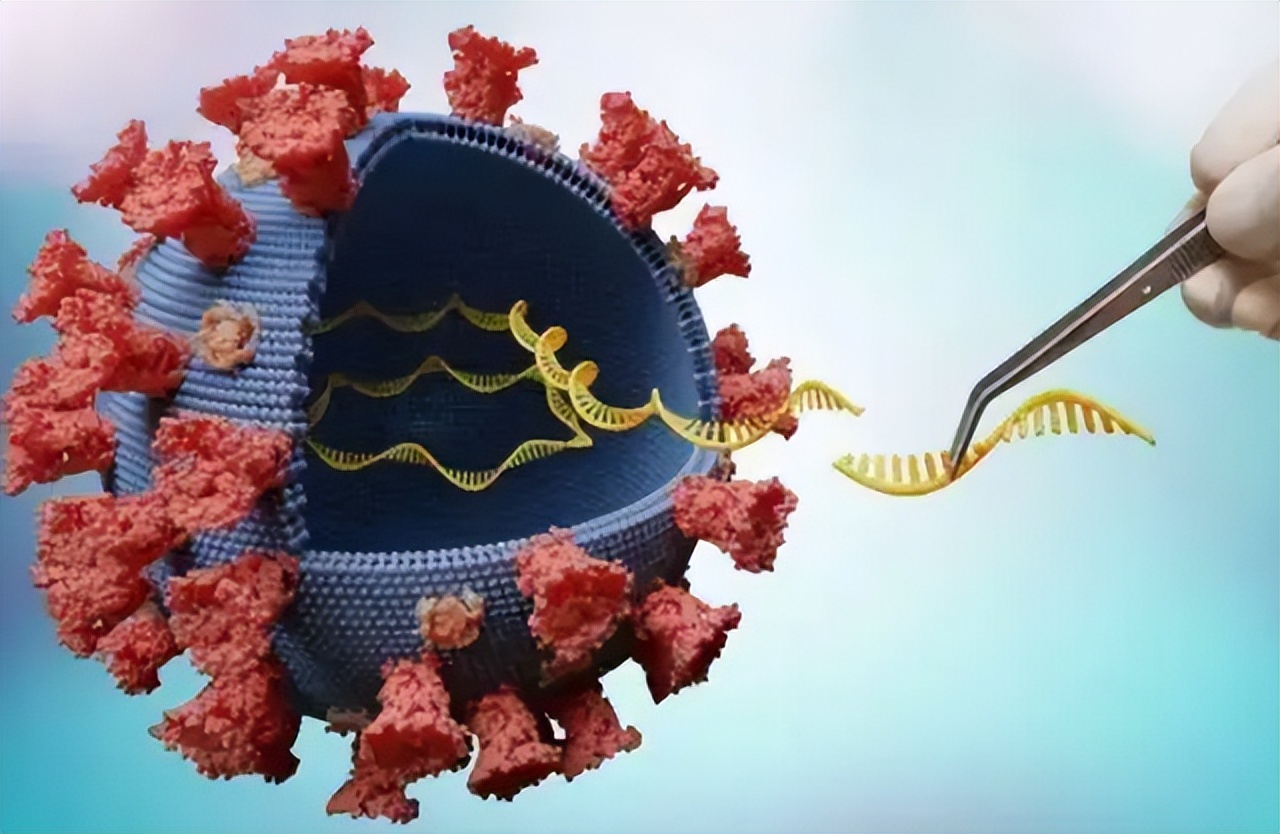 为什么会叫冠状病毒,毒株一直在变异人类怎么预防-第1张图片