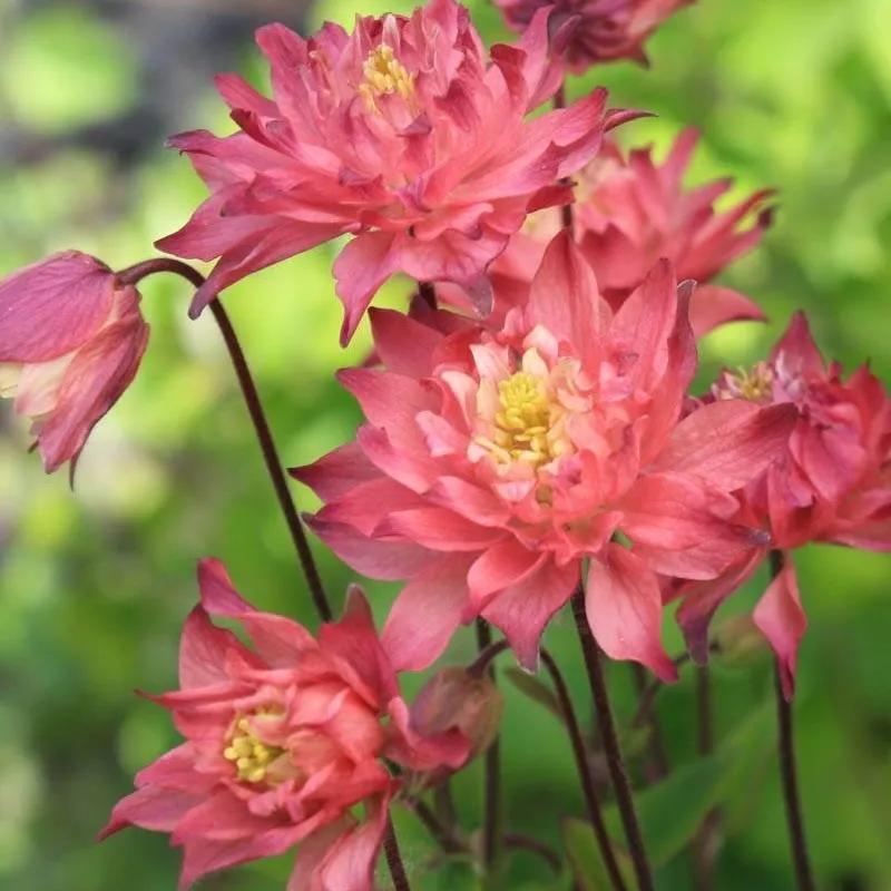 花朵美图｜温柔甜美的初吻、大丽花、耧斗菜花朵合集160张