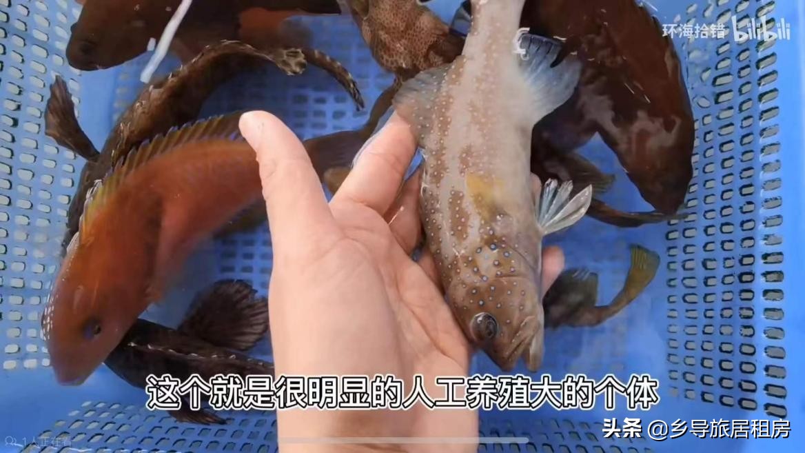 石斑魚圖片,石斑魚圖片大全 圖片高清