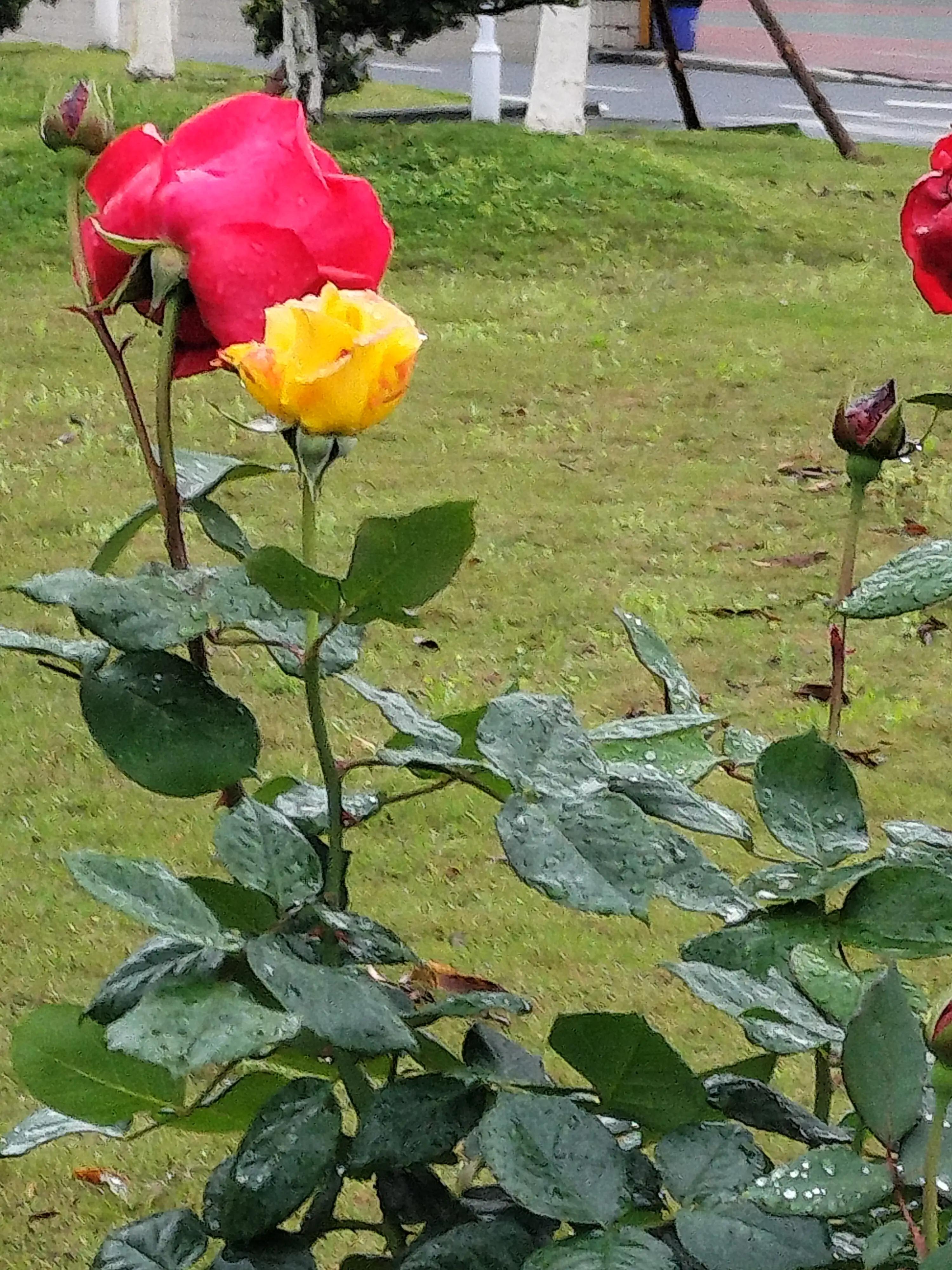 夏日校园限定，雨中的风景