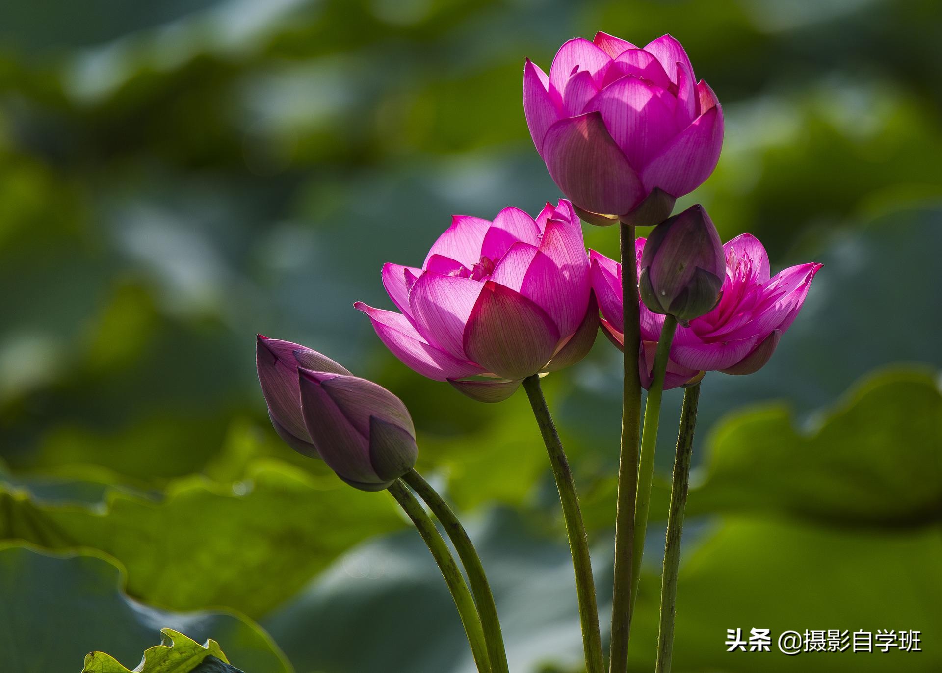荷花攝影10個構(gòu)圖技巧，拍荷花用對構(gòu)圖，事半功倍