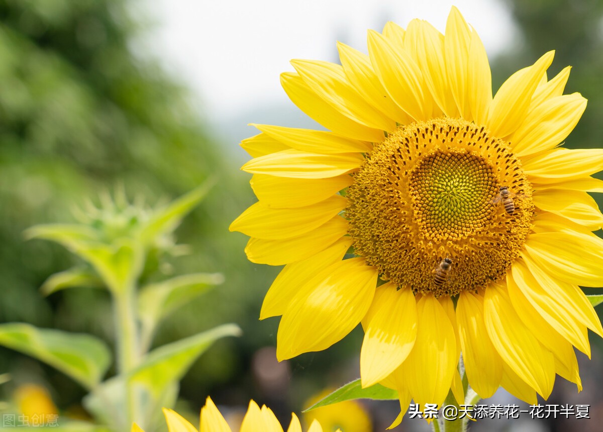 不同季节绽放的3种"太阳花"——太阳的人间使者