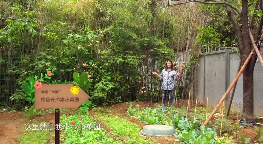 过气明星生存状态:有人儿子患重病,有人蜗居县城,有人自毁名声