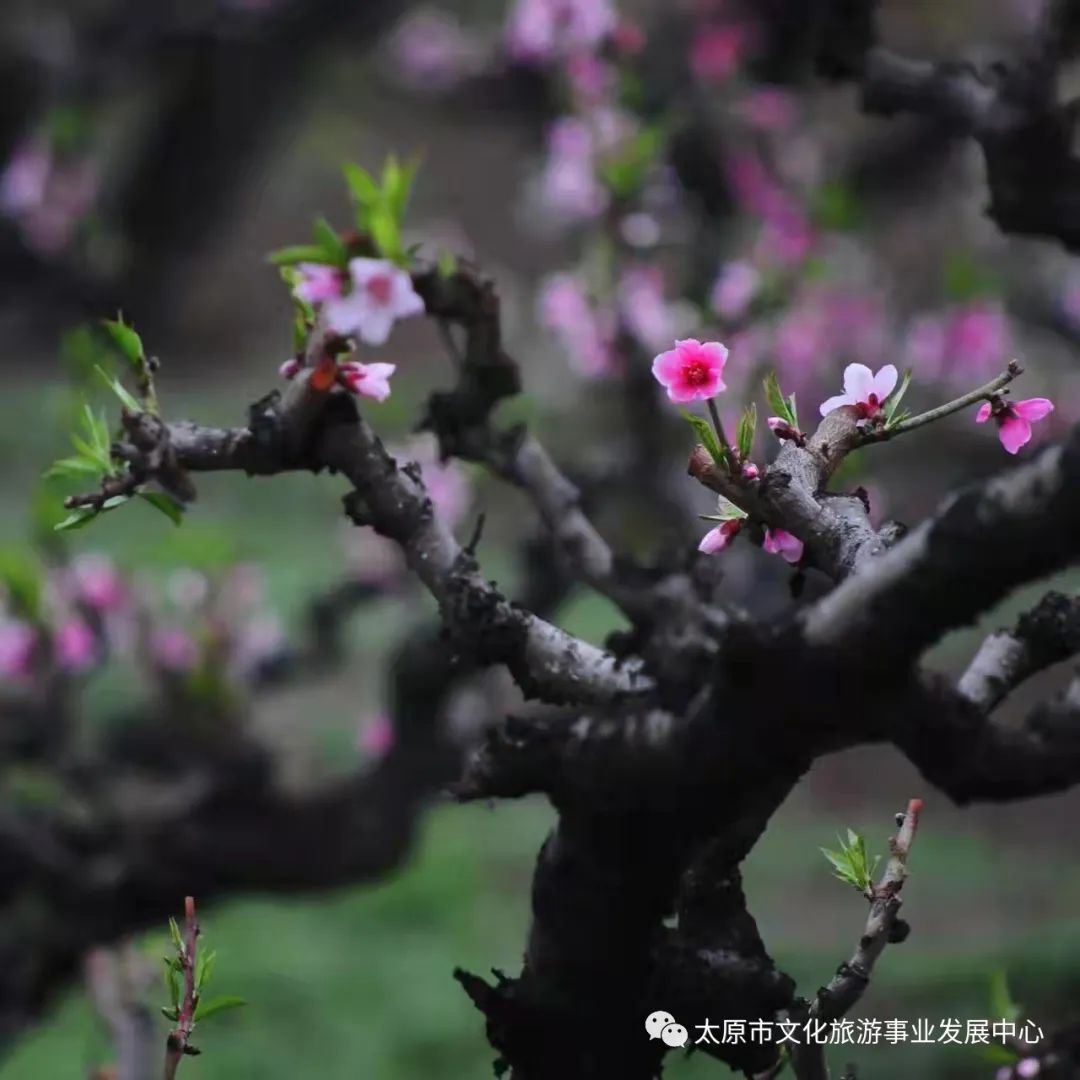 线上展览|“山河春意 锦绣太原——花的世界”主题摄影线上图片展（七）