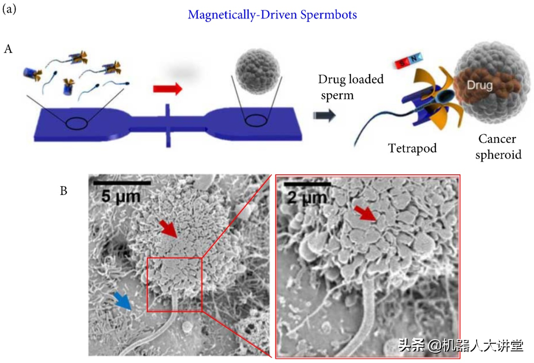 北理工团队总结生物杂化微纳米机器人新进展，有望彻底改变医学