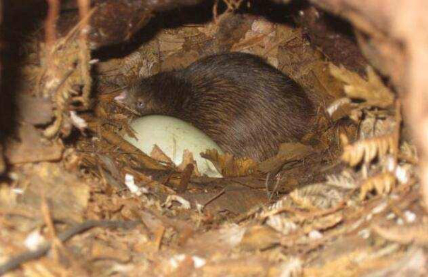 生的蛋是自己体重的1/3,被封为国鸟,为何几维鸟要生"巨蛋"?