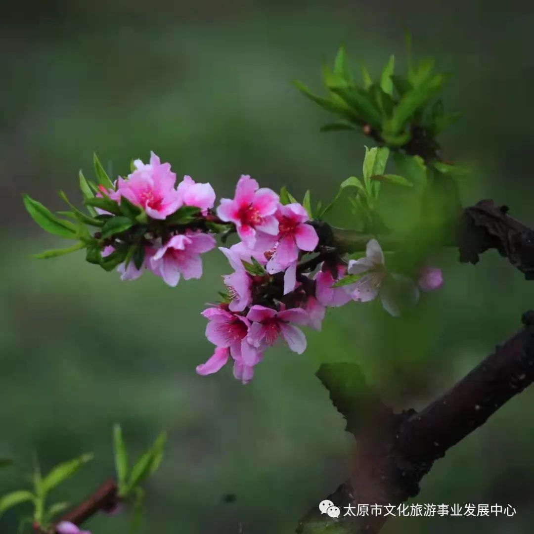 线上展览|“山河春意 锦绣太原——花的世界”主题摄影线上图片展（八）