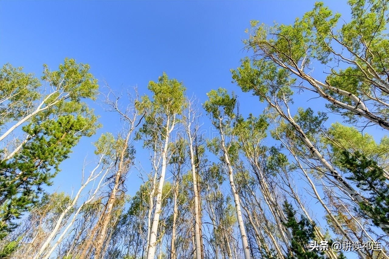 通常栽培的杨树因为属于营养繁殖,其水平根系发达,没有直根,所以入土