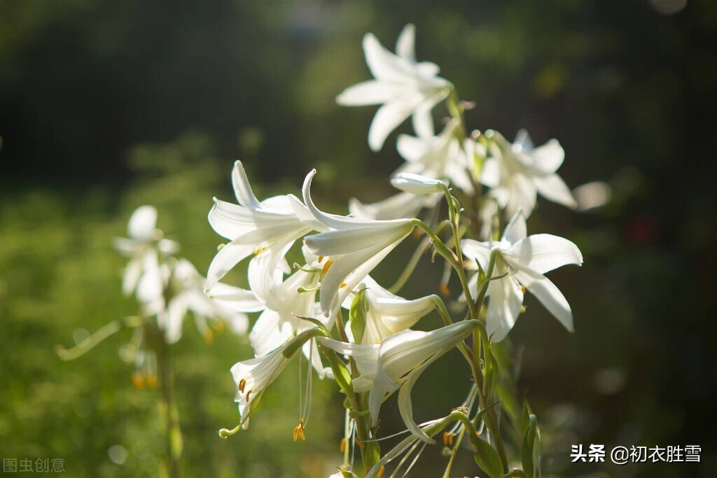 夏花百合美诗六首：花气宜人百合传，与君重结后生缘