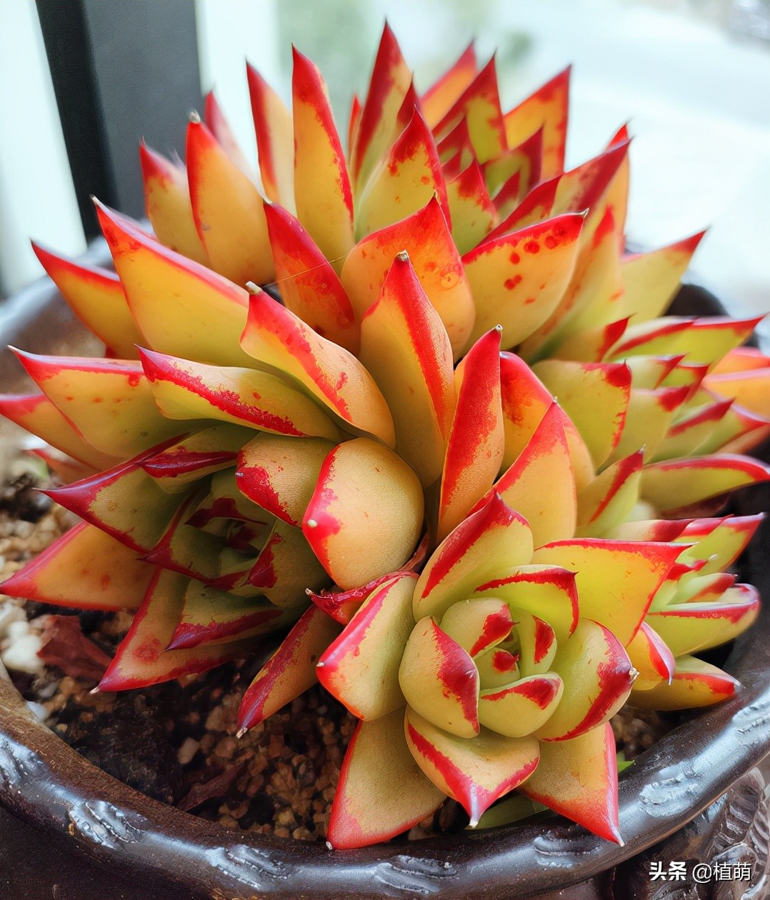 口红多肉(在上海,养了3年的口红,植株一年比一年大,今年的颜色特别