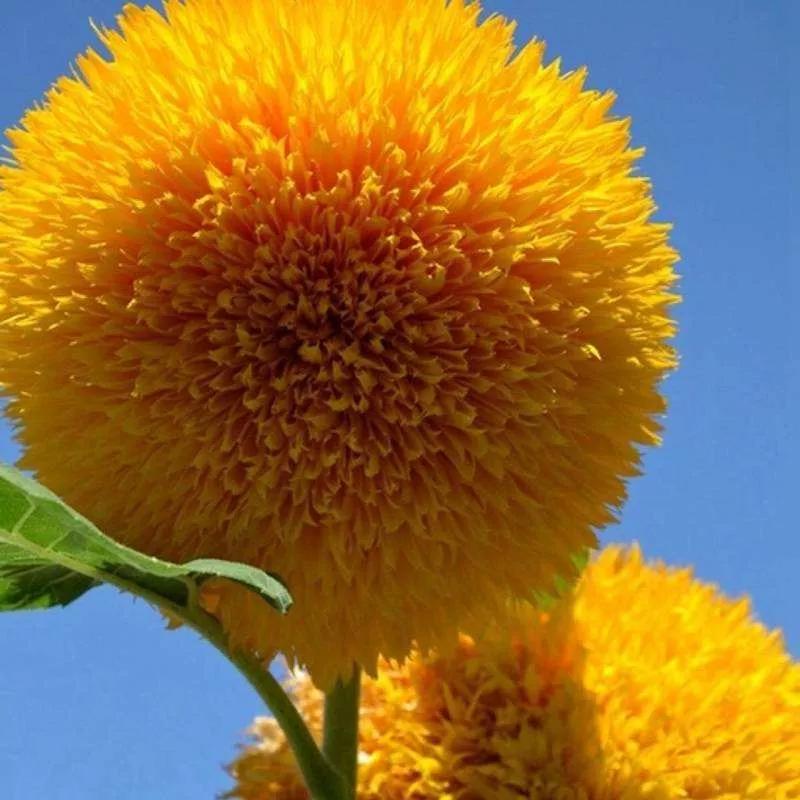 花朵美图｜温柔甜美的初吻、大丽花、耧斗菜花朵合集160张