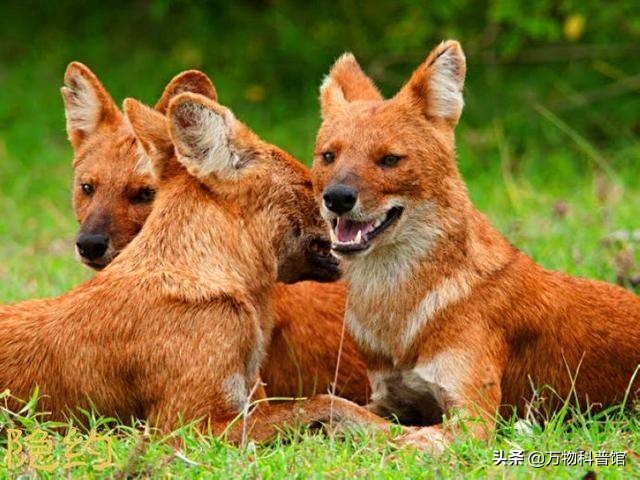 祁连山发现8只“红狗”！被称为猛兽之首，它真敢猎杀老虎？