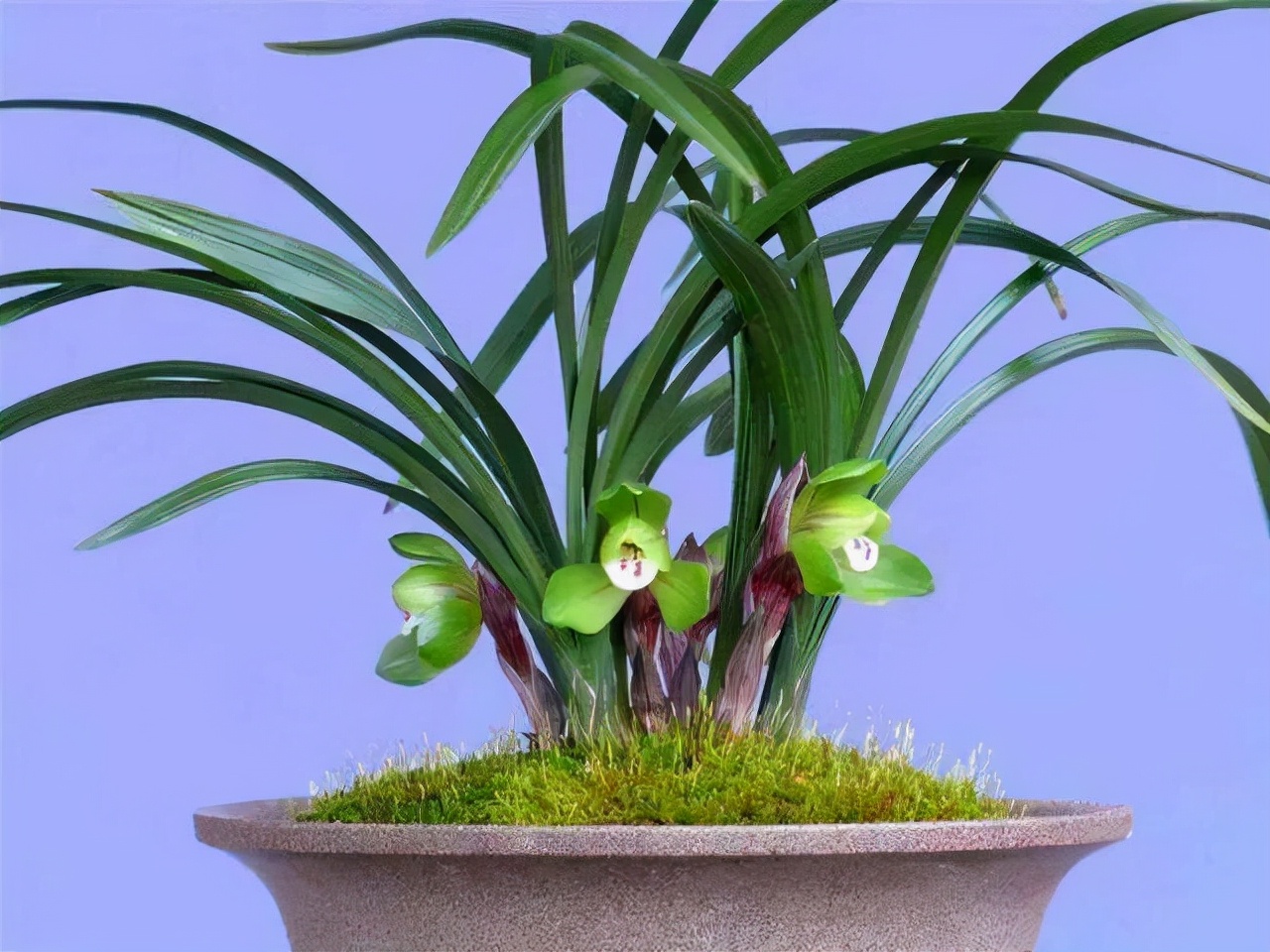 名贵兰花品种及价格及图片大全(岁末一支兰) - 赤虎壹号