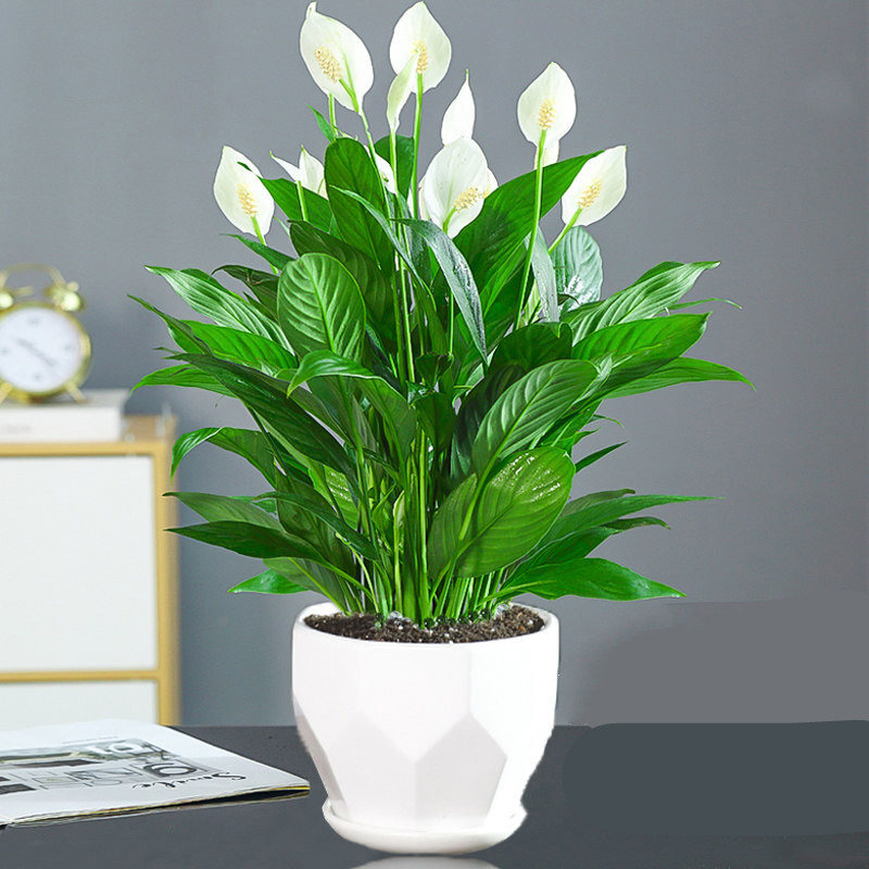 清新雅致,观赏价值高,且寓意吉祥,有着"一帆风顺花,财运到"的美好寓意