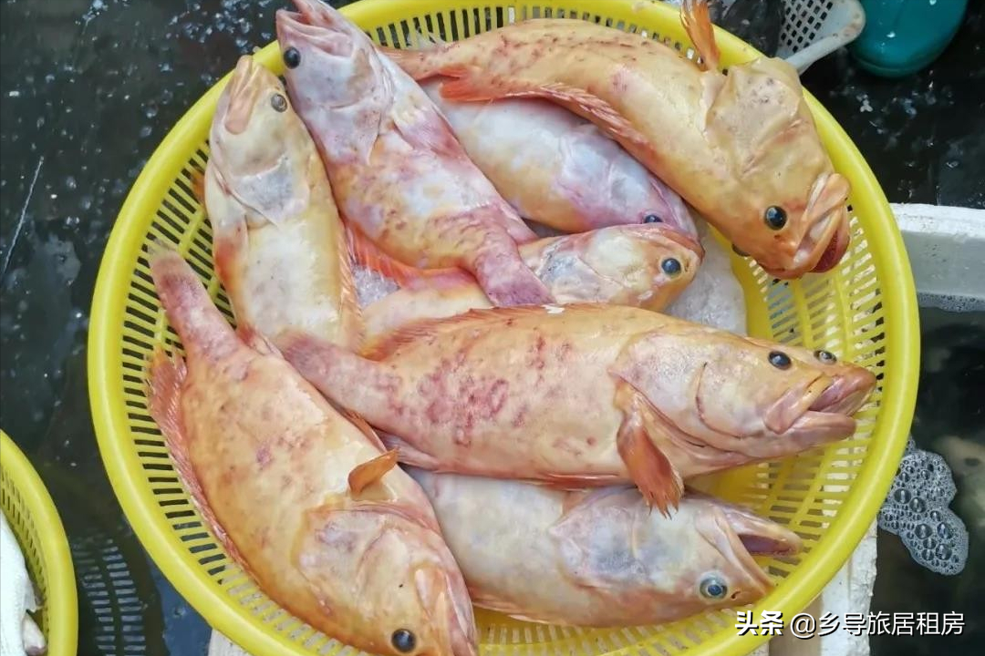 石斑魚圖片,石斑魚圖片大全 圖片高清