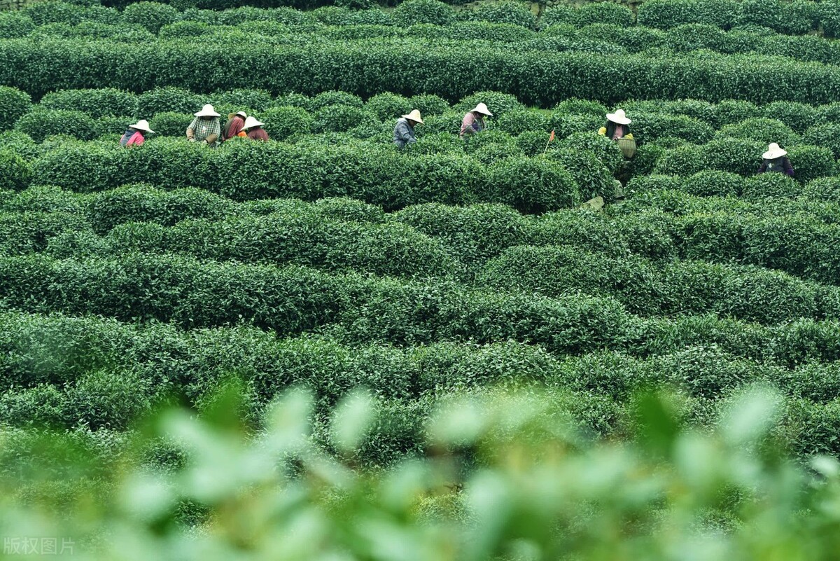 这张表带你了解中国茶