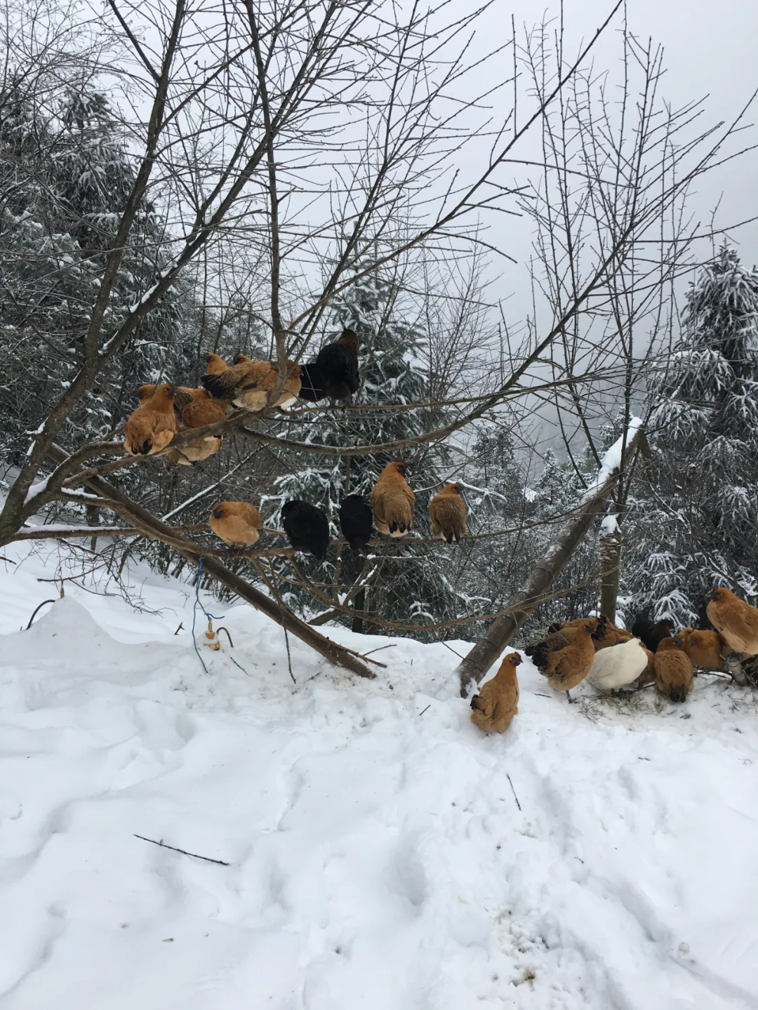 放弃深圳公司高薪，研究生返乡卖鸡，一年营收800万