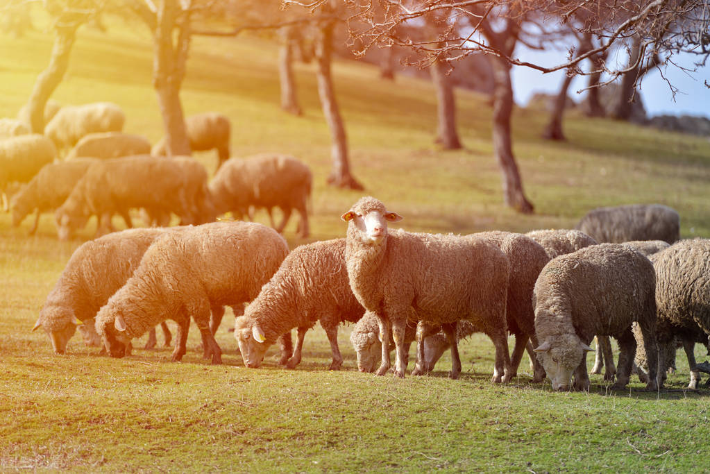 需要养多少只羊才可以年收入十万左右