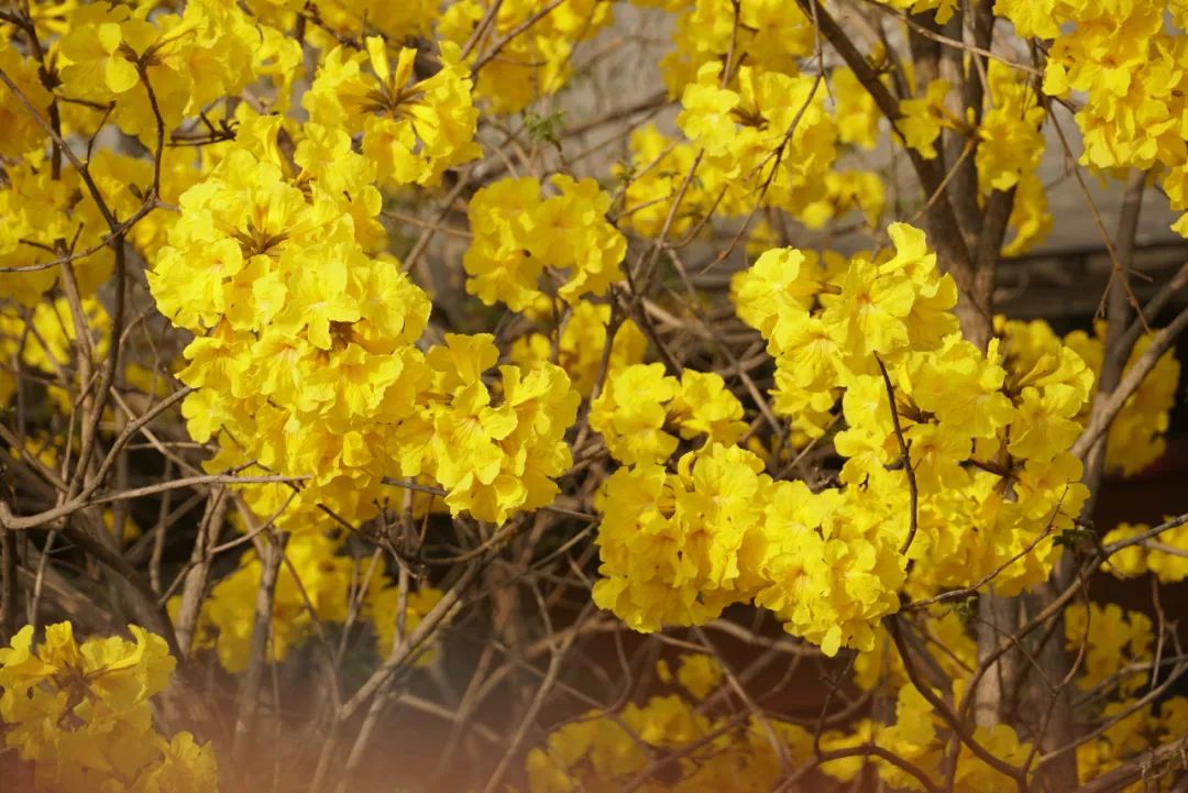 张槎有个“绿色学校”，学生用实际行动妆点美丽校园→