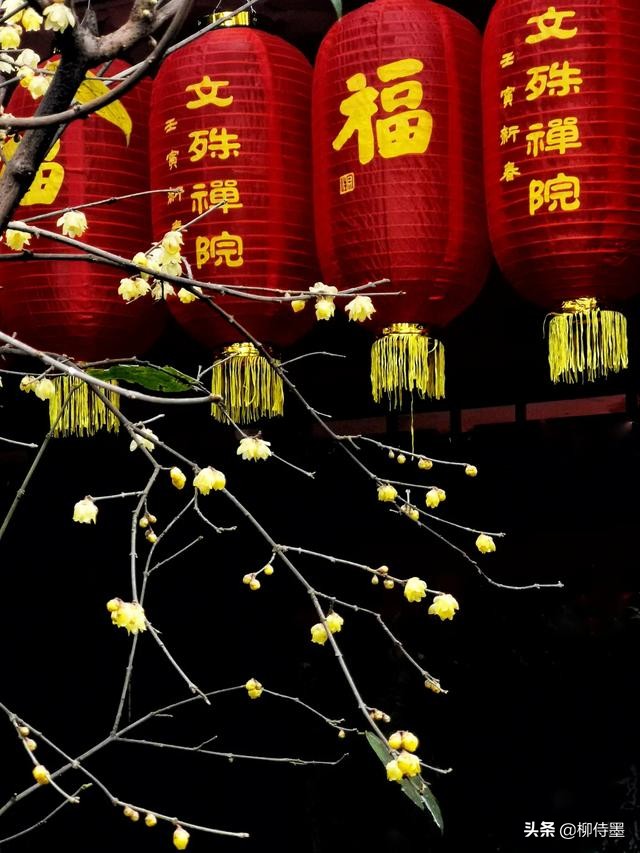 摄影新手学点“高级”的，把普通花朵拍摄出诗意美，照片更有意境