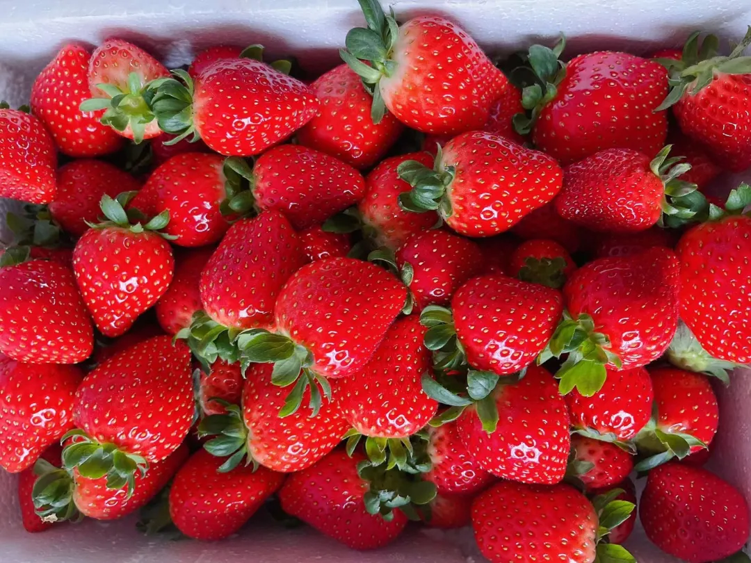 喜迎春节新疆兵团四师六十九团空中草莓抢鲜上市