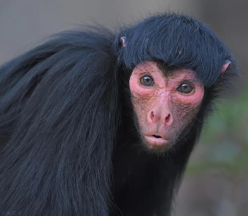 盘点长相奇特的猴子,丑却血统尊贵,你意想不到的动物冷知识科普