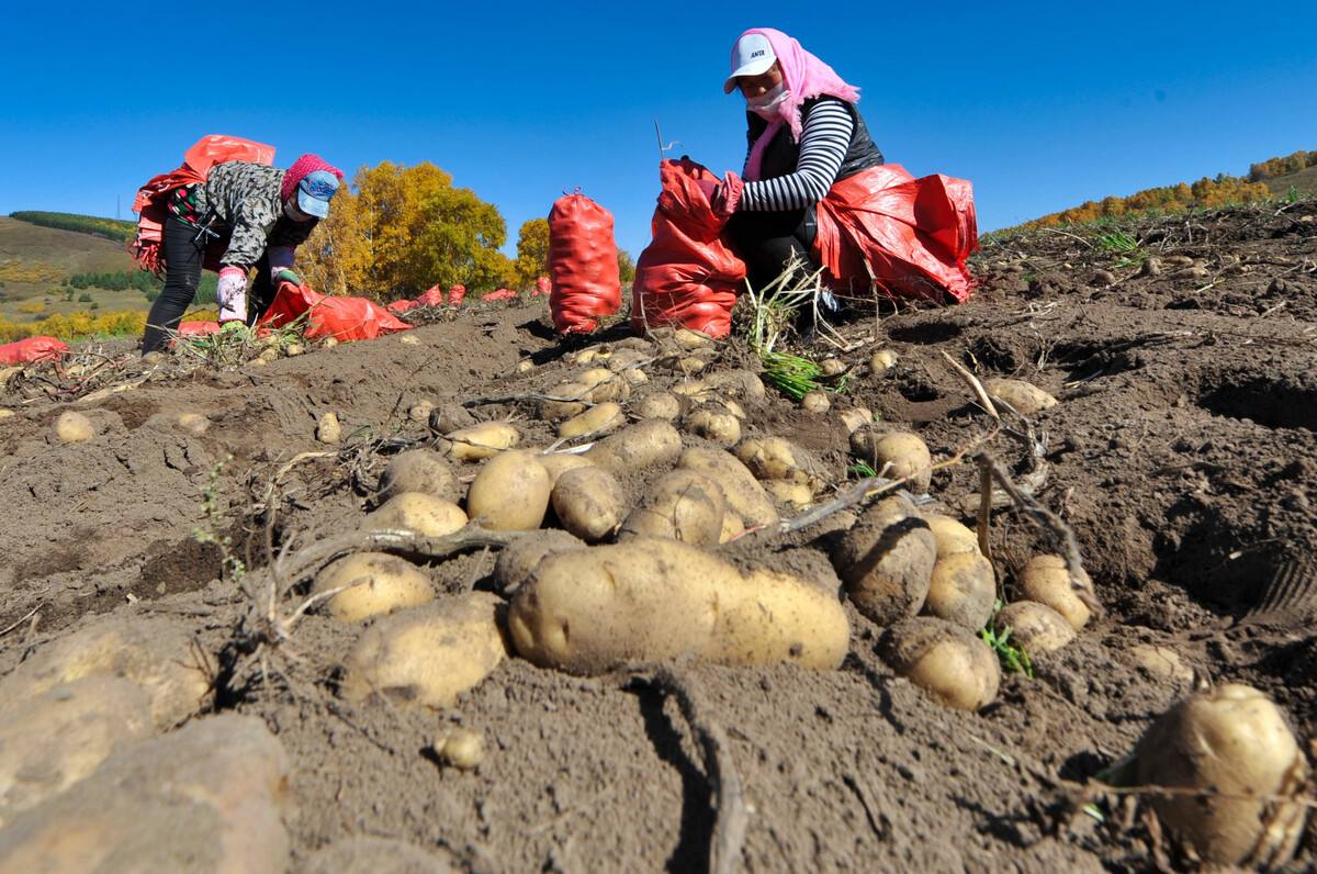 怎么种植土豆才能高产，如何施肥才能提高土豆产量