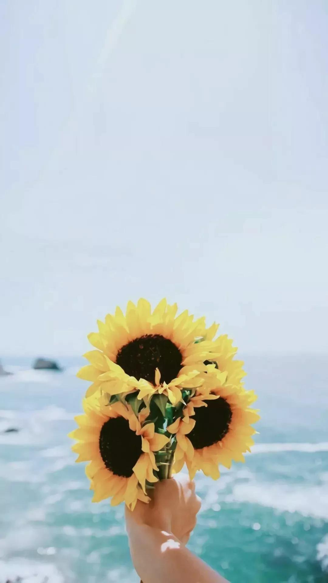 向日葵花束+背景图壁纸：入目无他人，四下皆是你