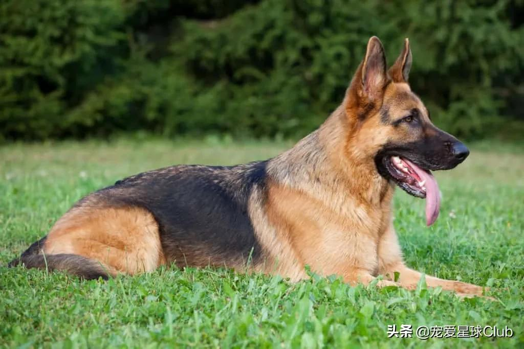 百科 | 德国牧羊犬,会用生命来保家卫国的硬汉萌犬