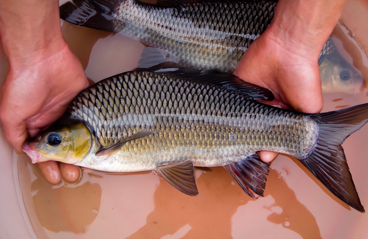 这种黑鲤鱼叫"岩原鲤",若捕捞到请放生:吃不得也钓不得