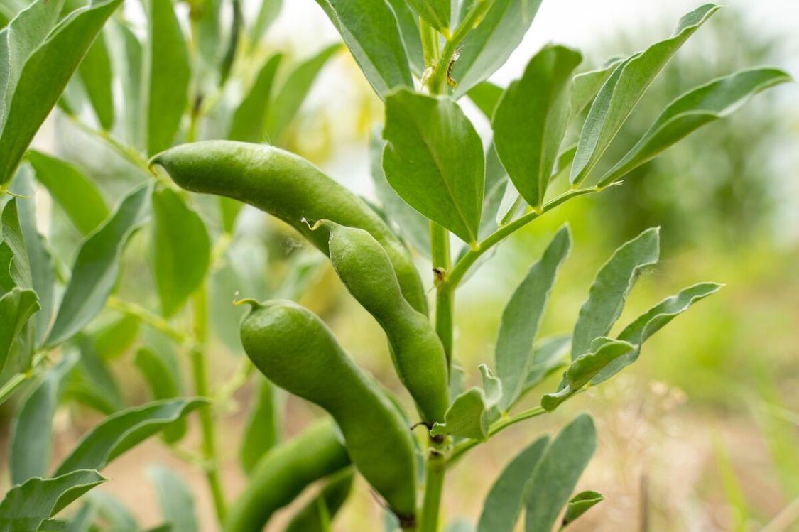 夏吃豆，勝過肉，建議：多吃6種豆子，高鉀高鈣，天熱了要懂得吃
