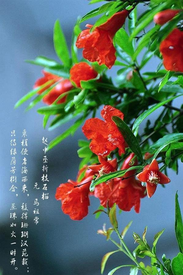 诗一首 丹若花