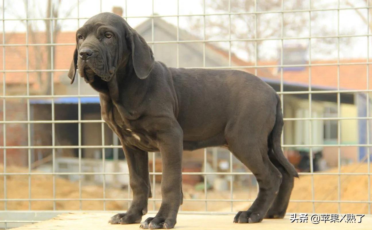 比特哪個厲害 比特犬和杜高犬哪個厲害 - 汽車時代網