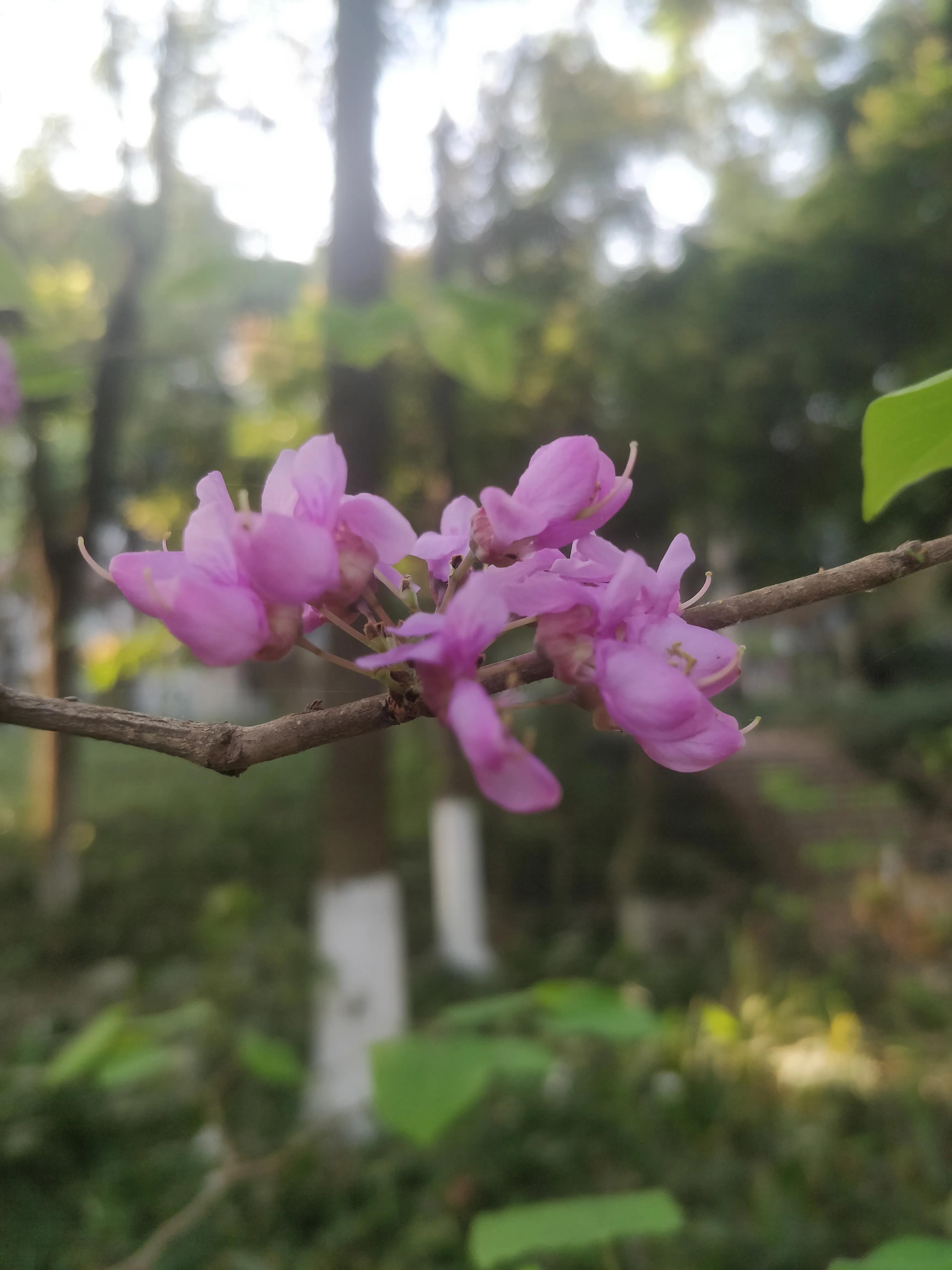 冬去春来满条红，风动紫荆花飘香