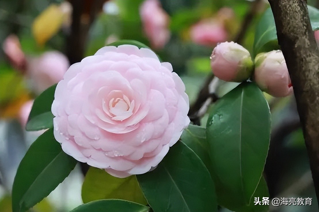 注意！前方一大波春日校园美景来袭