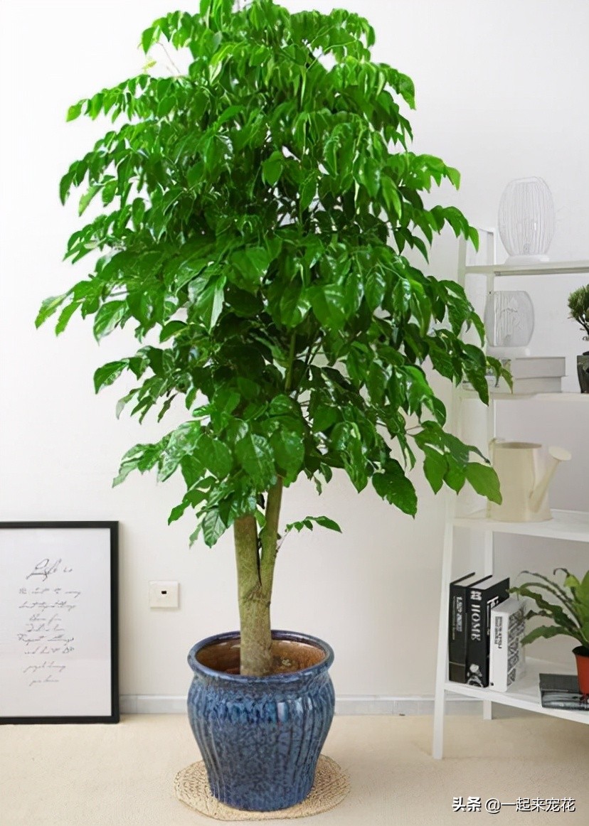 幸福树的寓意(幸福树的寓意好不好)