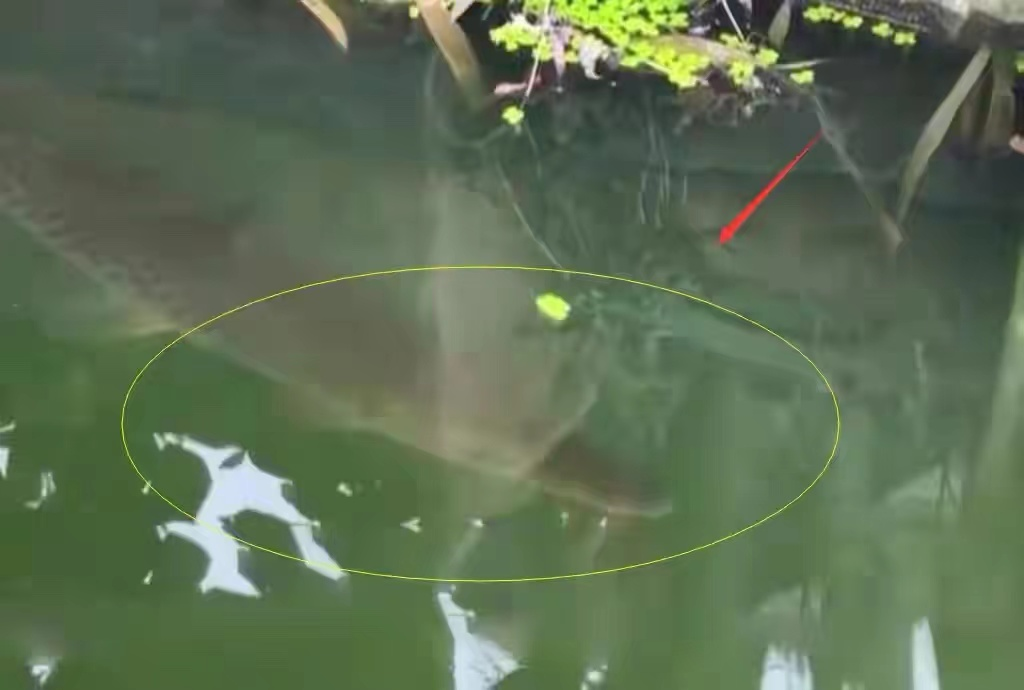 “恶魔之花”胞姐“水中杀手”入侵广东！为何不敢吃？究竟有多毒