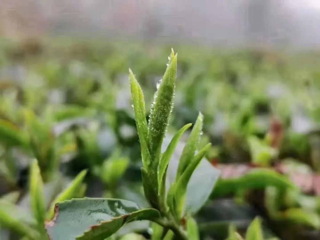 春风十里，不如杯中有你！古诗里的春茶竟然这么美