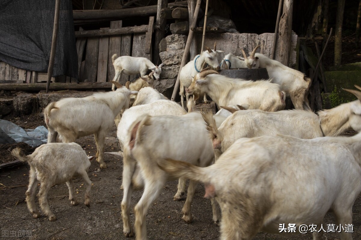 农村养什么赚钱(在农村养什么最赚钱)