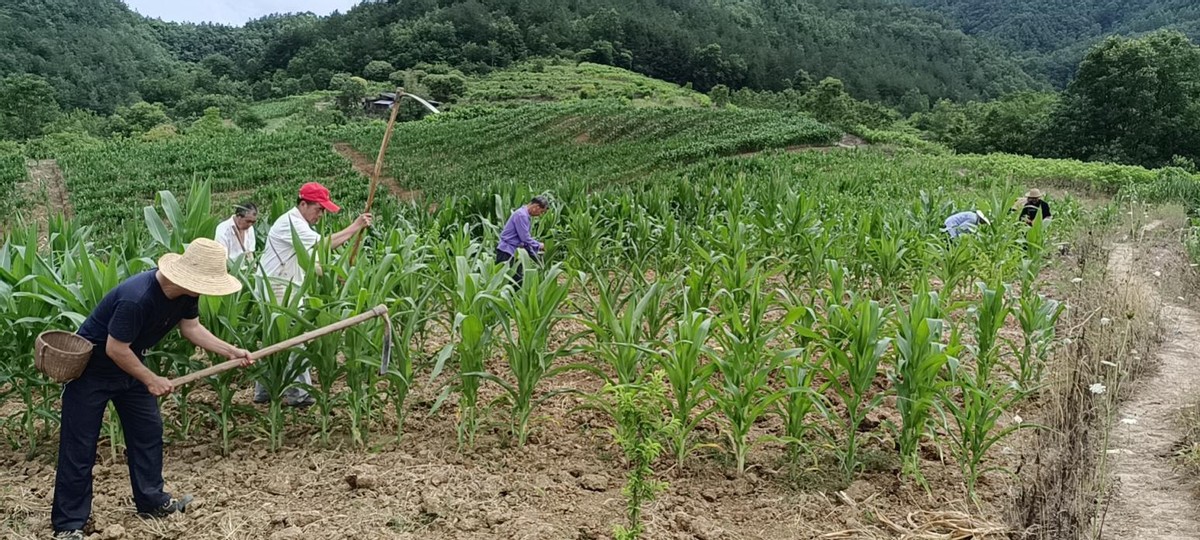 石泉縣中池鎮：建示范田，種優質糧，提高種糧綜合效益