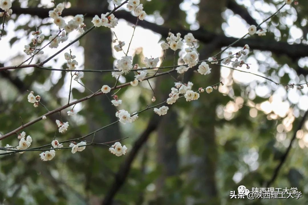 初春已至，春风自来