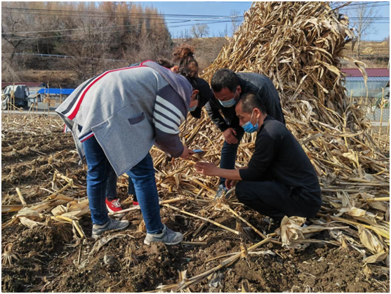 长白县开展玉米螟越冬后基数调查