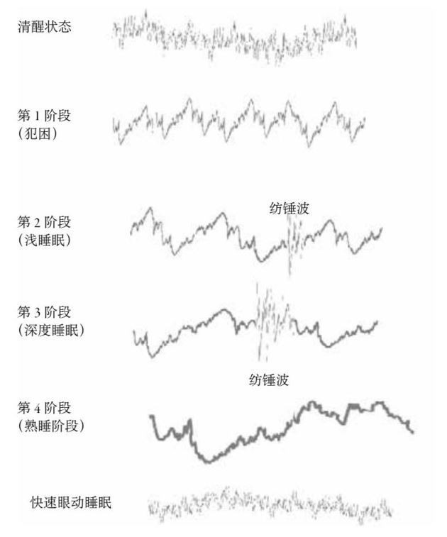 我们的大脑是如何工作和学习的？（中）