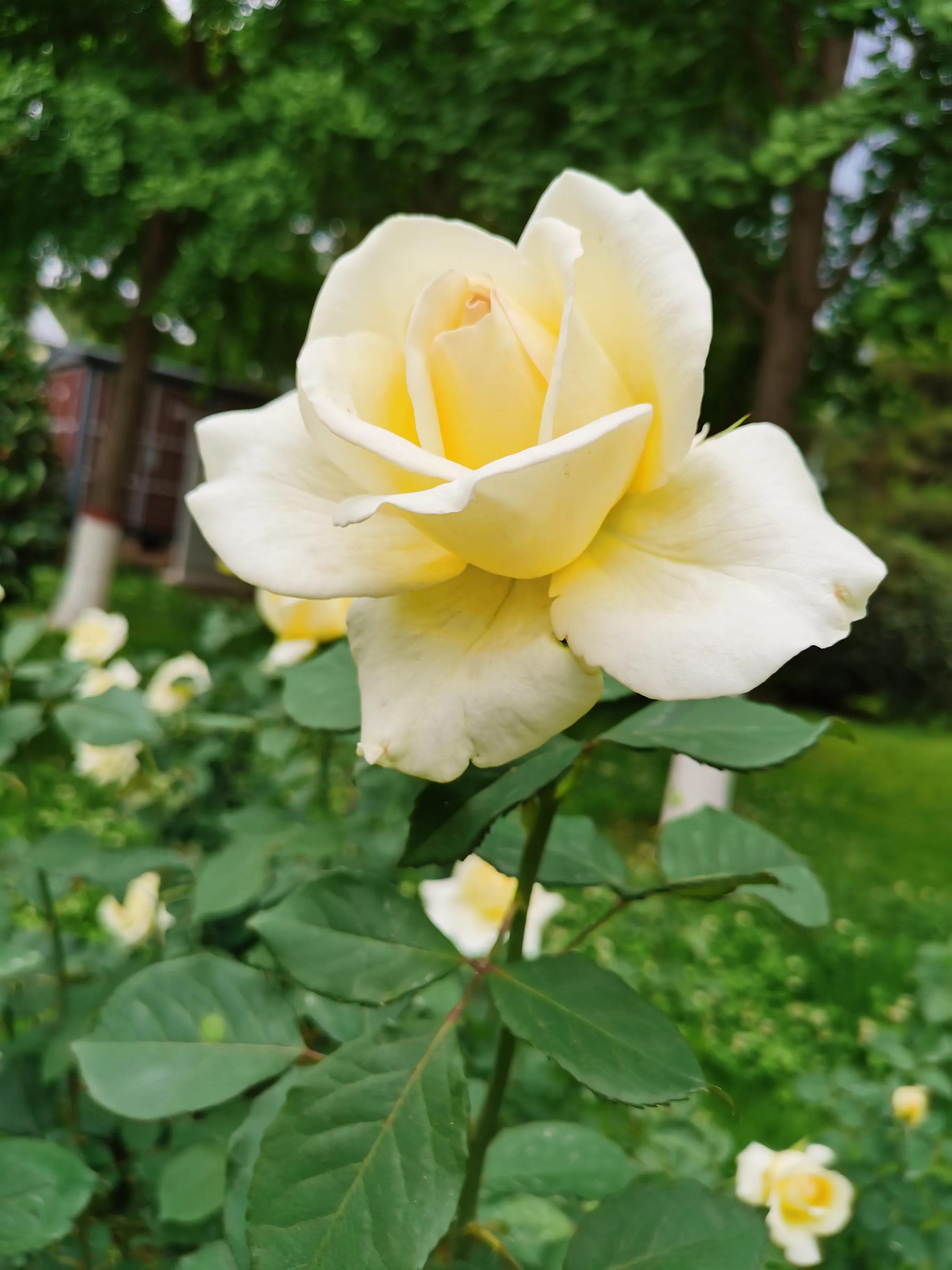 起诉状等法律文书小大全