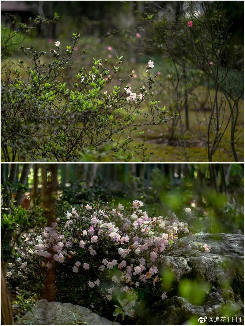 幸福像花儿一样！福州美成童话！