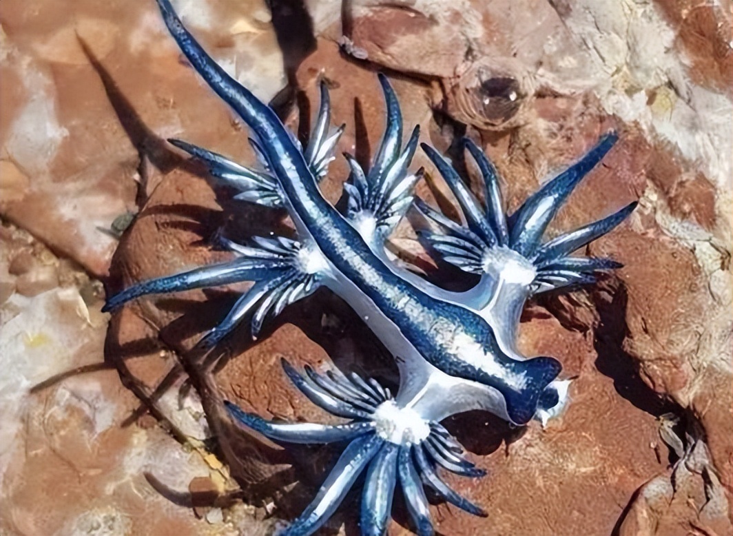 那么,什么是大西洋海神海蛞蝓?它又为何会出现呢?