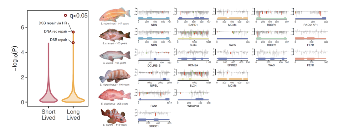 Science | 多物种测序揭示长寿的驱动基因