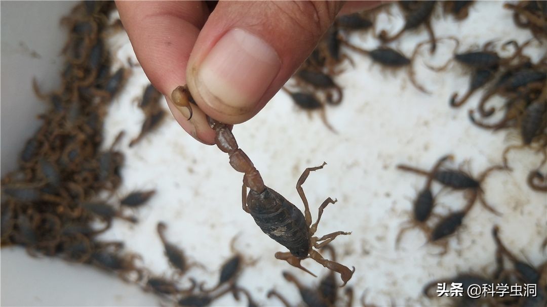 疯狂！每年吃掉100吨蝎子，多地无蝎可捉，暴利下暗藏多少隐忧？