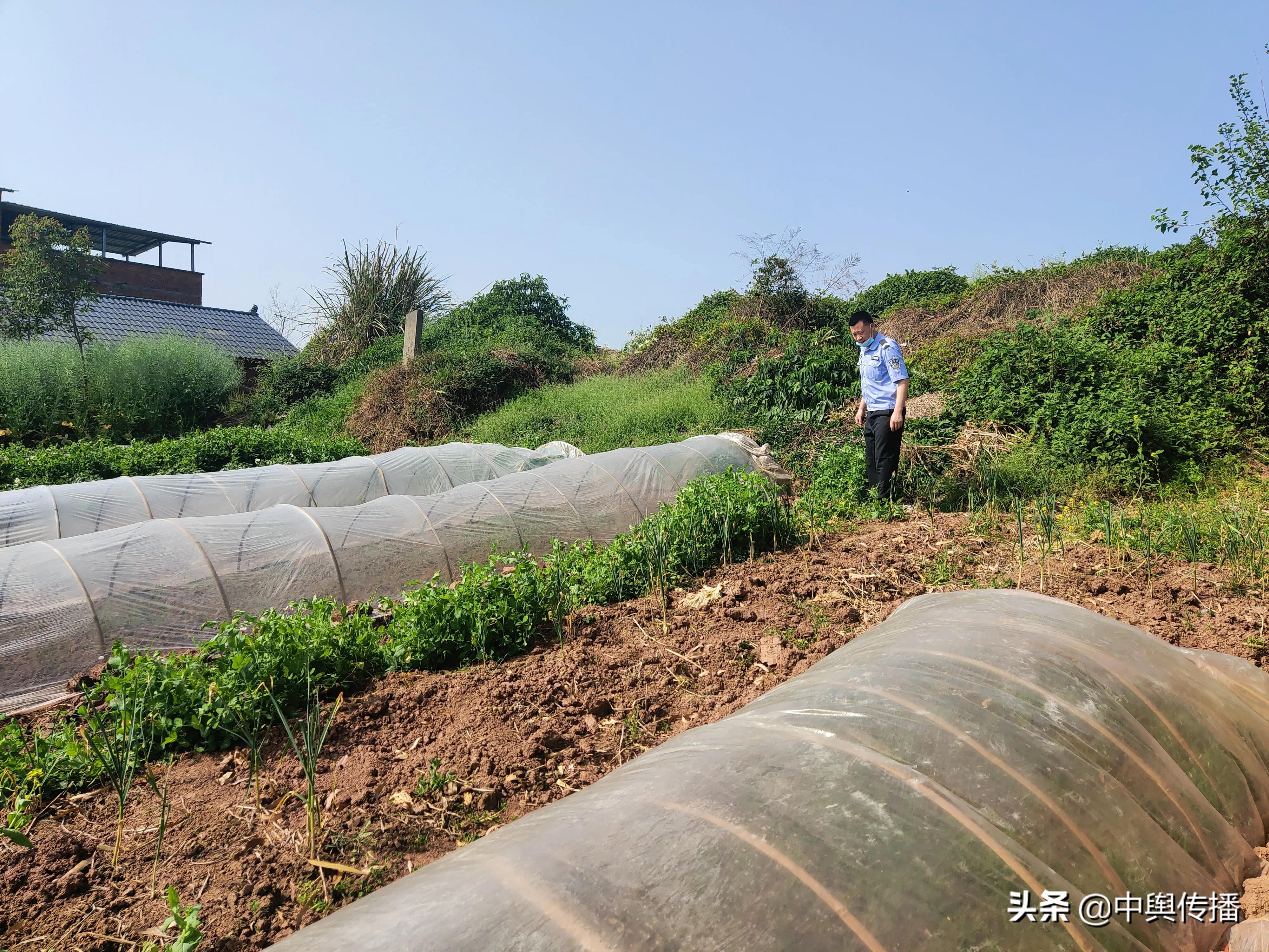 禁种回头看 铲毒零容忍——隆昌市界市镇组织开展禁种铲毒工作