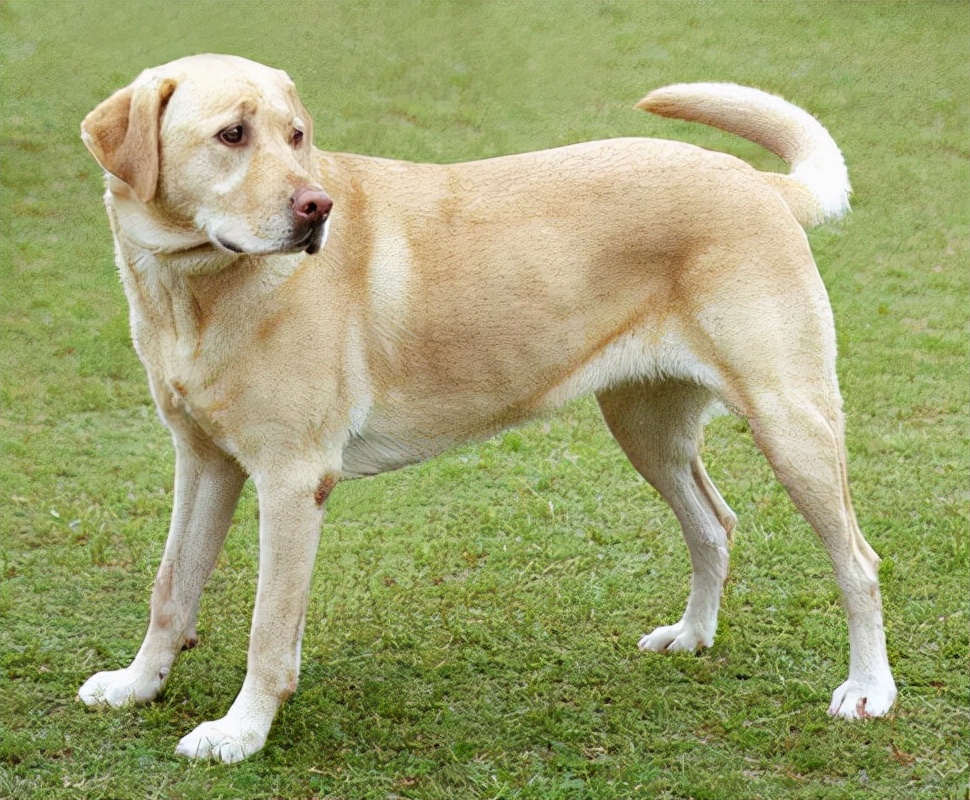 拉布拉多猎犬是另一种受欢迎的品种,因为它对儿童非常友好